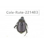 Rutelidae sp. China, Yunnan, Nujiang, Lushui county. 1Pcs. Cole-Rute-221483.