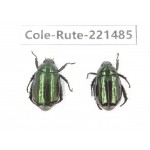 Rutelidae sp. China, Yunnan, Nujiang, Lushui county. 2Pcs. Cole-Rute-221485.