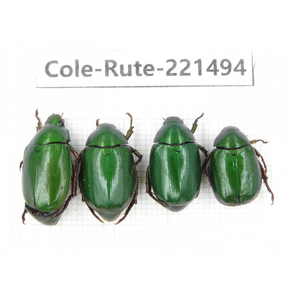 Rutelidae sp. China,  Yunnan, Nujiang, Fugong county. 4Pcs. Cole-Rute-221494.