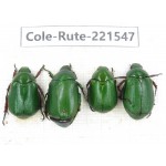 Rutelidae sp. China, Yunnan, Nujiang, N of Mt.Biluoxueshan. 4Pcs. Cole-Rute-221547.