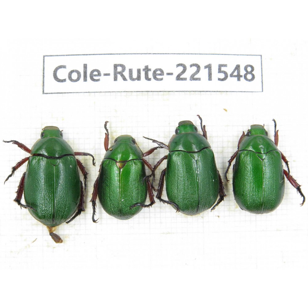 Rutelidae sp. China, Yunnan, Nujiang, N of Mt.Biluoxueshan. 4Pcs. Cole-Rute-221548.
