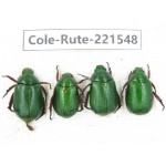 Rutelidae sp. China, Yunnan, Nujiang, N of Mt.Biluoxueshan. 4Pcs. Cole-Rute-221548.