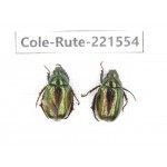 Rutelidae sp. China, Tibet, Linzhi, Motuo county. 2Pcs. Cole-Rute-221554.