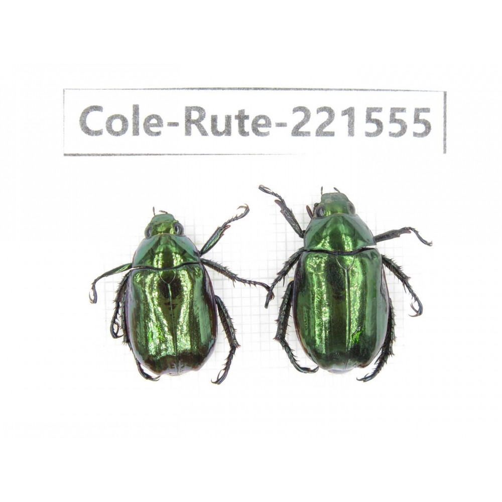 Rutelidae sp. China, Tibet, Linzhi, Motuo county. 2Pcs. Cole-Rute-221555.