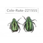 Rutelidae sp. China, Tibet, Linzhi, Motuo county. 2Pcs. Cole-Rute-221555.