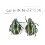 Rutelidae sp. China, Tibet, Linzhi, Motuo county. 2Pcs. Cole-Rute-221556.