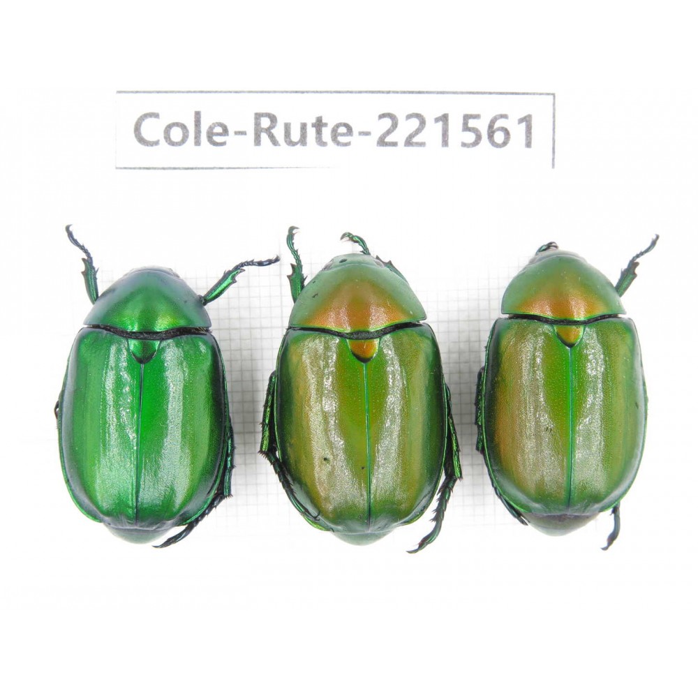 Rutelidae sp. China, Guizhou, Qiandongnan, Congjiang county. 3Pcs. Cole-Rute-221561.