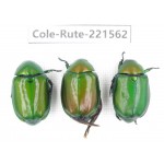 Rutelidae sp. China, Guizhou, Qiandongnan, Congjiang county. 3Pcs. Cole-Rute-221562.