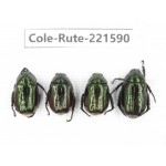 Rutelidae sp. China, Yunnan, Xiangerila, S of Wexi county. 4Pcs. Cole-Rute-221590.