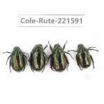 Rutelidae sp. China, Yunnan, Xiangerila, S of Wexi county. 4Pcs. Cole-Rute-221591.