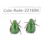 Rutelidae sp. China, Yunnan, Xiangerila, S of Wexi county. 2Pcs. Cole-Rute-221606.