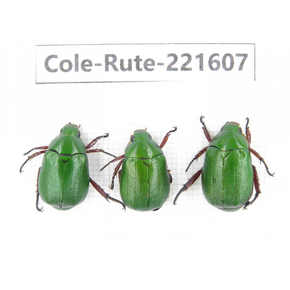 Rutelidae sp. China, Yunnan, Xiangerila, S of Wexi county. 3Pcs. Cole-Rute-221607.