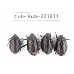 Rutelidae sp. China, Yunnan, Xiangerila, S of Wexi county. 4Pcs. Cole-Rute-221611.