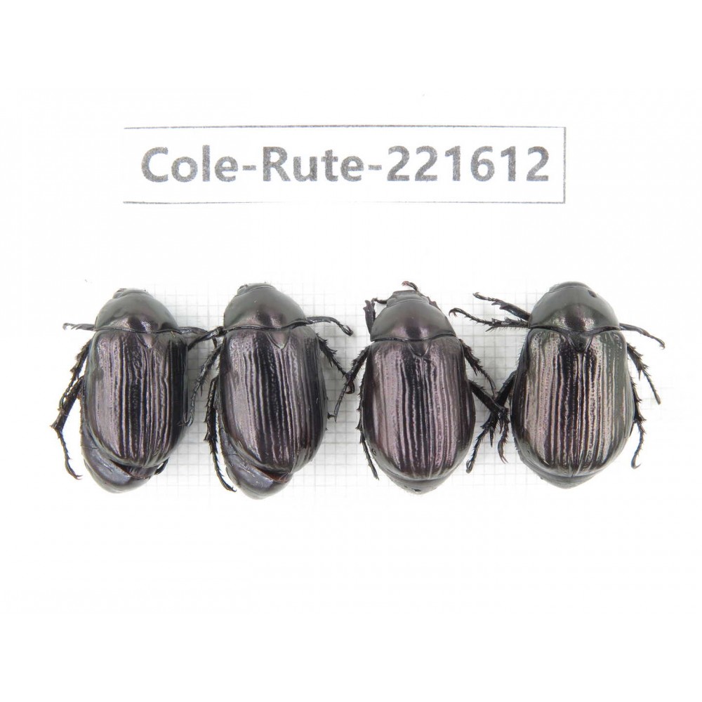 Rutelidae sp. China, Yunnan, Xiangerila, S of Wexi county. 4Pcs. Cole-Rute-221612.