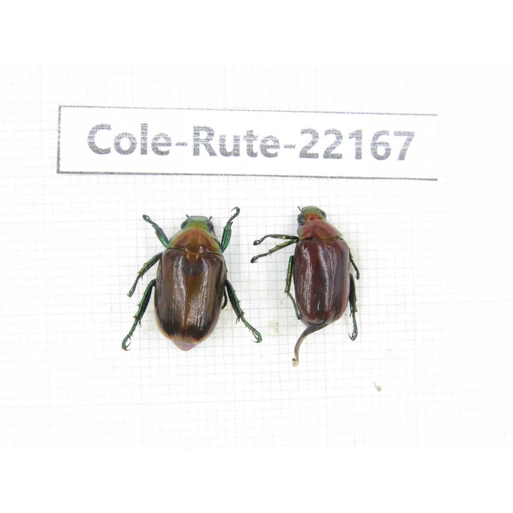 Rutelidae sp. China, Tibet, Xigaze, Dingjie county, Chentang. 2Pcs. Cole-Rute-22167.