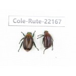 Rutelidae sp. China, Tibet, Xigaze, Dingjie county, Chentang. 2Pcs. Cole-Rute-22167.