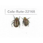 Rutelidae sp. China, Tibet, Xigaze, Dingjie county, Chentang. 2Pcs. Cole-Rute-22168.
