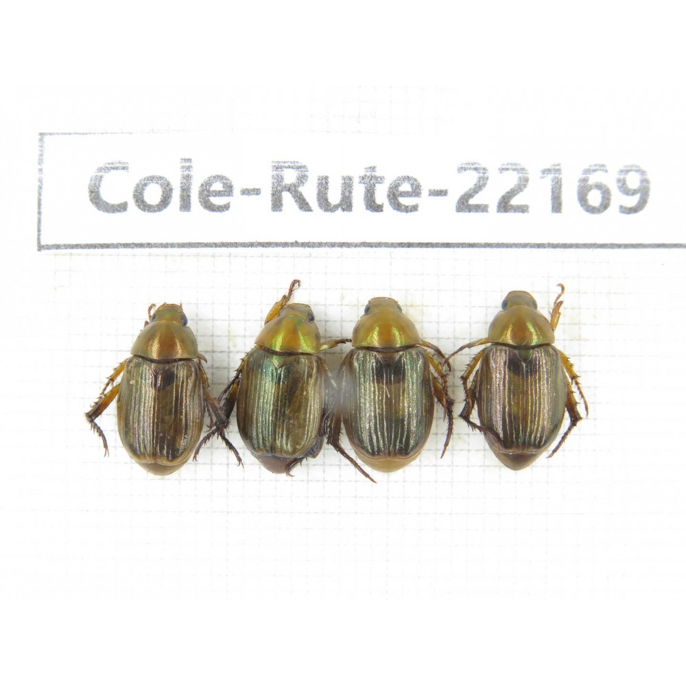 Rutelidae sp. China, Tibet, Xigaze, Dingjie county, Chentang. 4Pcs. Cole-Rute-22169.
