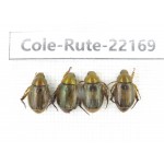 Rutelidae sp. China, Tibet, Xigaze, Dingjie county, Chentang. 4Pcs. Cole-Rute-22169.