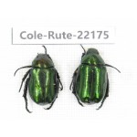Rutelidae sp. China, Tibet, Linzhi, Motuo county. 2Pcs. Cole-Rute-22175.