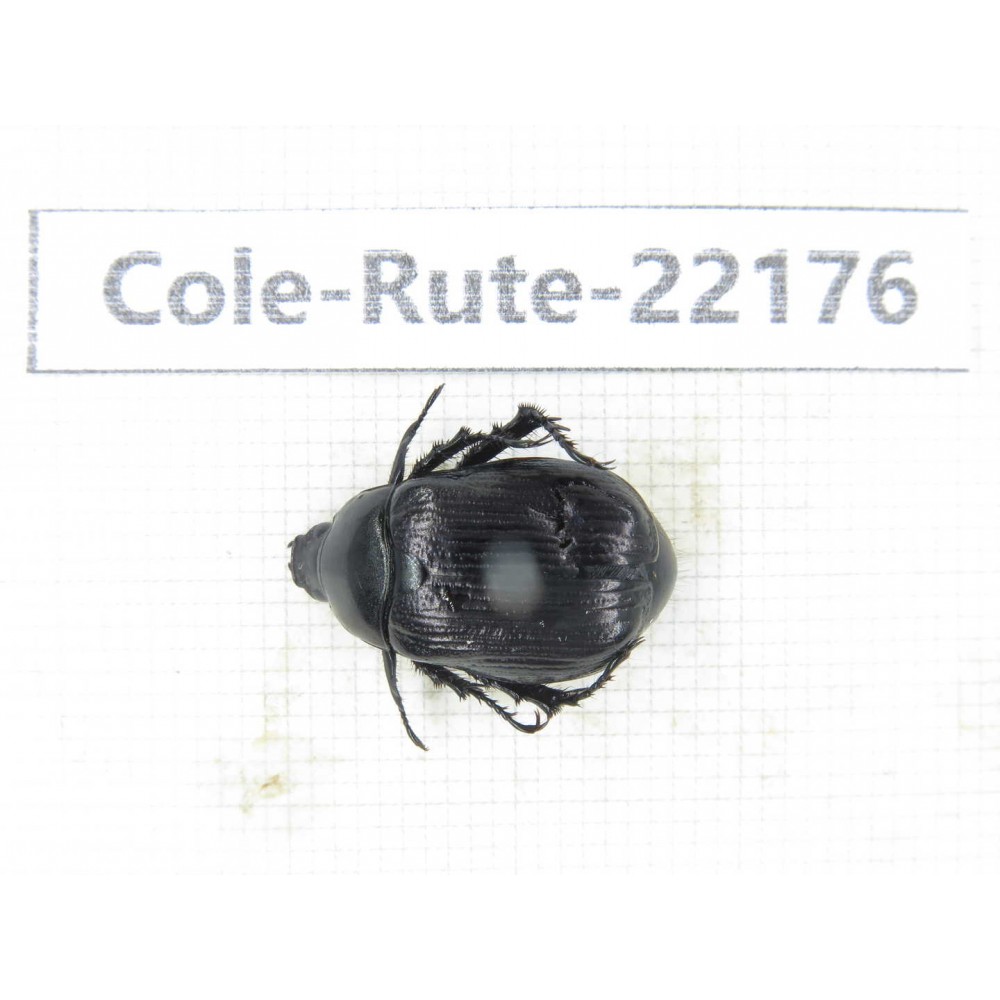 Rutelidae sp. China, Tibet, Linzhi, Motuo county. 1Pcs. Cole-Rute-22176.