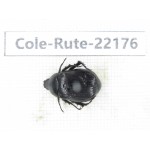 Rutelidae sp. China, Tibet, Linzhi, Motuo county. 1Pcs. Cole-Rute-22176.