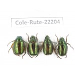 Rutelidae sp. China, Tibet, Linzhi, Motuo county. 4Pcs. Cole-Rute-22204.