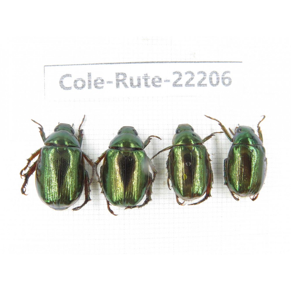 Rutelidae sp. China, Tibet, Linzhi, Motuo county. 4Pcs. Cole-Rute-22206.