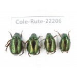 Rutelidae sp. China, Tibet, Linzhi, Motuo county. 4Pcs. Cole-Rute-22206.