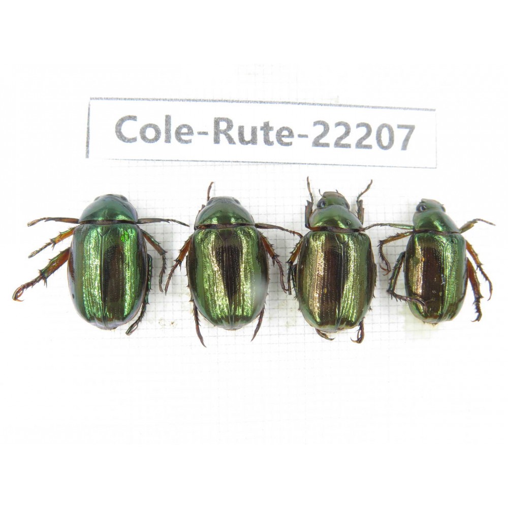 Rutelidae sp. China, Tibet, Linzhi, Motuo county. 4Pcs. Cole-Rute-22207.