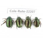 Rutelidae sp. China, Tibet, Linzhi, Motuo county. 4Pcs. Cole-Rute-22207.