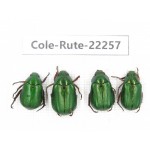 Rutelidae sp. China,  Yunnan, Nujiang, N of Mt.Biluoxueshan. 4Pcs. Cole-Rute-22257.