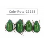 Rutelidae sp. China,  Yunnan, Nujiang, N of Mt.Biluoxueshan. 4Pcs. Cole-Rute-22258.