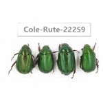 Rutelidae sp. China,  Yunnan, Nujiang, N of Mt.Biluoxueshan. 4Pcs. Cole-Rute-22259.