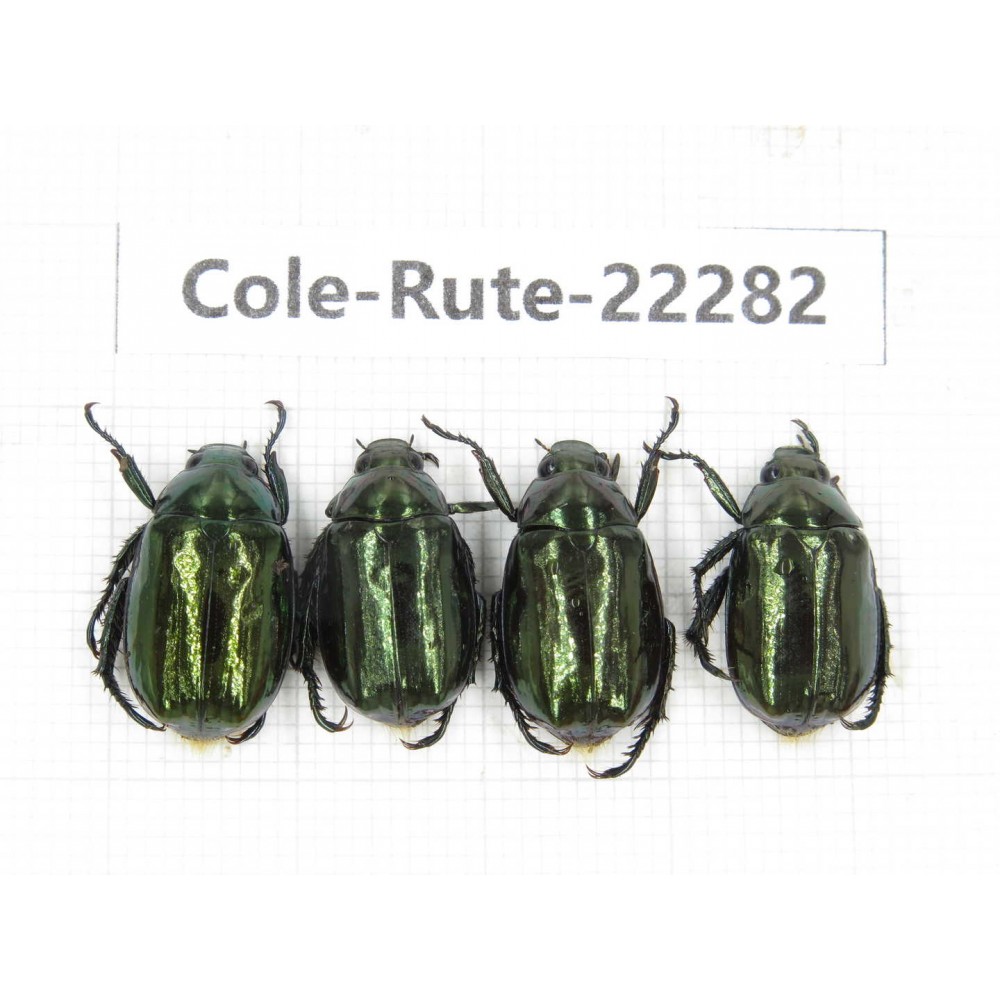 Rutelidae sp. China,  Yunnan, Nujiang, N of Mt.Biluoxueshan. 4Pcs. Cole-Rute-22282.