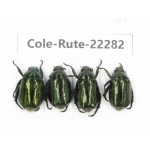 Rutelidae sp. China,  Yunnan, Nujiang, N of Mt.Biluoxueshan. 4Pcs. Cole-Rute-22282.