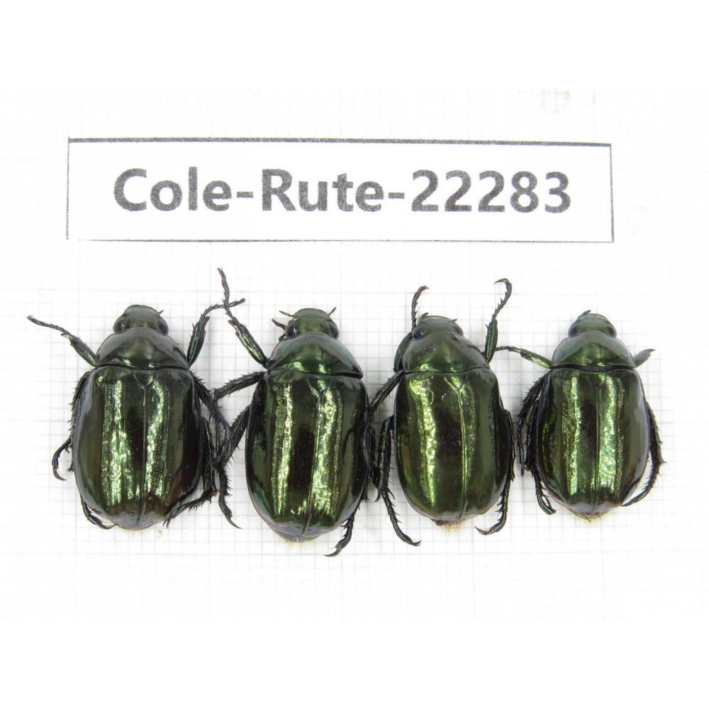 Rutelidae sp. China,  Yunnan, Nujiang, N of Mt.Biluoxueshan. 4Pcs. Cole-Rute-22283.
