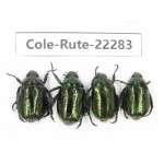Rutelidae sp. China,  Yunnan, Nujiang, N of Mt.Biluoxueshan. 4Pcs. Cole-Rute-22283.
