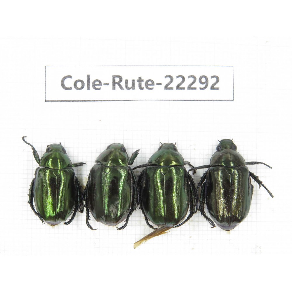 Rutelidae sp. China, Yunnan, Chuxiong, Shuangbai county (N Mt.Ailaoshan.) 4Pcs. Cole-Rute-22292.