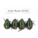 Rutelidae sp. China, Yunnan, Chuxiong, Shuangbai county (N Mt.Ailaoshan.) 4Pcs. Cole-Rute-22292.