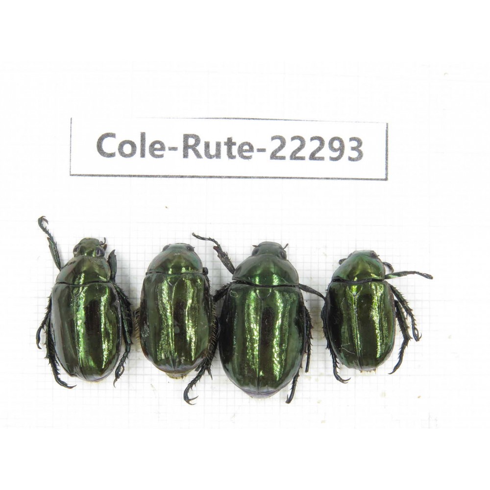 Rutelidae sp. China, Yunnan, Chuxiong, Shuangbai county (N Mt.Ailaoshan.) 4Pcs. Cole-Rute-22293.