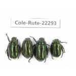 Rutelidae sp. China, Yunnan, Chuxiong, Shuangbai county (N Mt.Ailaoshan.) 4Pcs. Cole-Rute-22293.