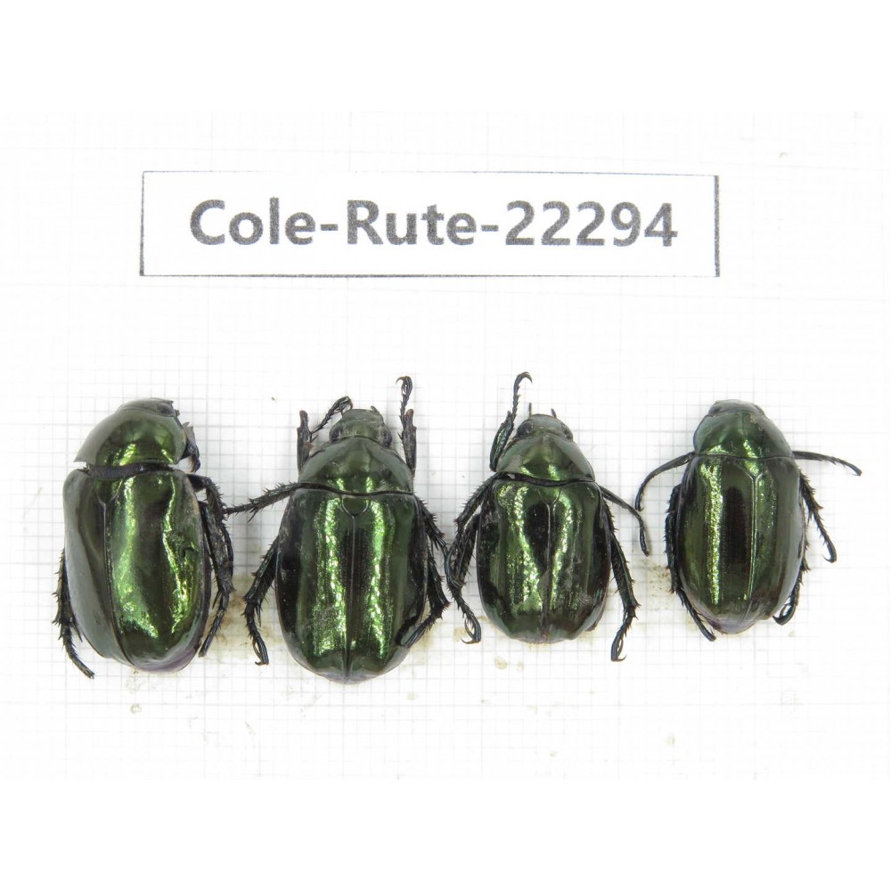 Rutelidae sp. China, Yunnan, Chuxiong, Shuangbai county (N Mt.Ailaoshan.) 4Pcs. Cole-Rute-22294.
