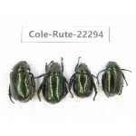 Rutelidae sp. China, Yunnan, Chuxiong, Shuangbai county (N Mt.Ailaoshan.) 4Pcs. Cole-Rute-22294.