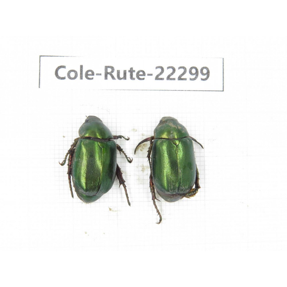 Rutelidae sp. China, Yunnan, Chuxiong, Shuangbai county (N Mt.Ailaoshan.) 2Pcs. Cole-Rute-22299.