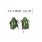 Rutelidae sp. China, Yunnan, Chuxiong, Shuangbai county (N Mt.Ailaoshan.) 2Pcs. Cole-Rute-22299.