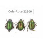 Rutelidae sp. China, Yunnan, Chuxiong, Shuangbai county (N Mt.Ailaoshan.) 3Pcs. Cole-Rute-22300.