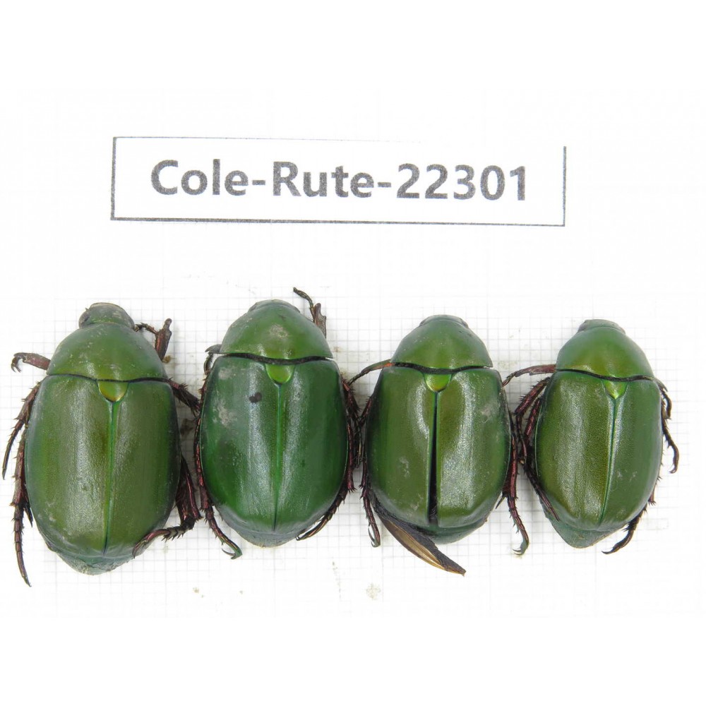 Rutelidae sp. China, Yunnan, Chuxiong, Shuangbai county (N Mt.Ailaoshan.) 4Pcs. Cole-Rute-22301.