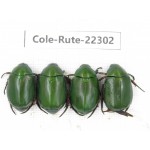 Rutelidae sp. China, Yunnan, Chuxiong, Shuangbai county (N Mt.Ailaoshan.) 4Pcs. Cole-Rute-22302.