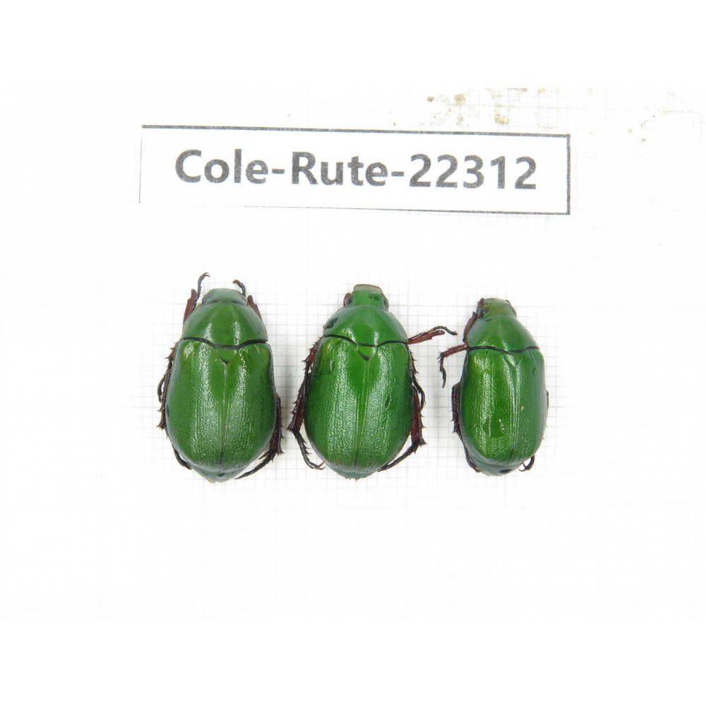 Rutelidae sp. China, Yunnan, Xiangerila, S of Weixi county. 3Pcs. Cole-Rute-22312.